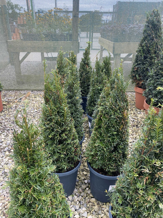 Yew Cone 5 Litre Pot 40-50cm