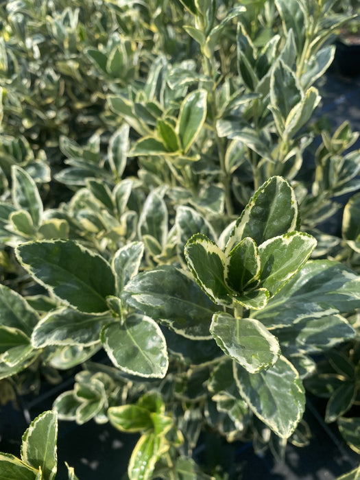 Euonymus japonicus Bravo 12 Litre Half Standard