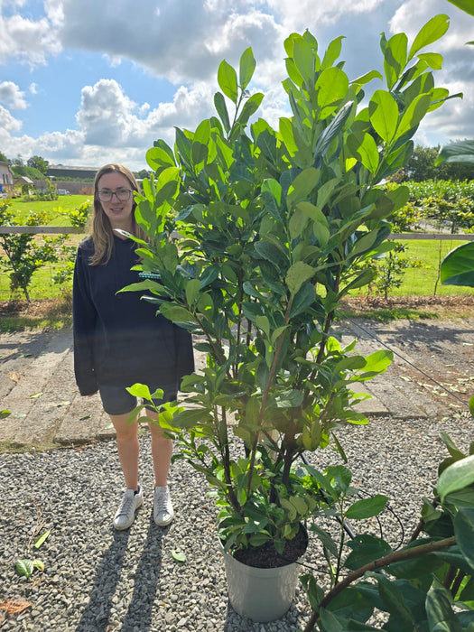 Laurel Hedging, Cherry Laurel 20 Litre Pot 150/175cm