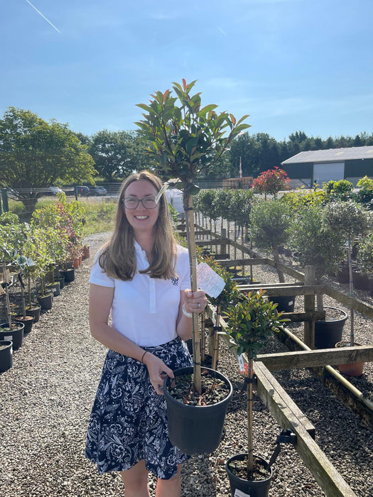 Photinia Robusta Compacta 1/4 Standard 7 Litre Pot