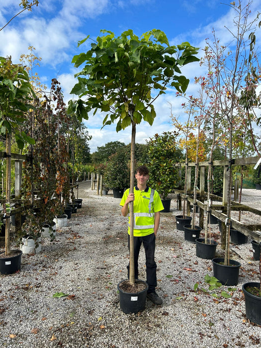 Catalpa Bignionoides Nana Standard 10-12cm Girth 180cm Stem 25 Litre Pot