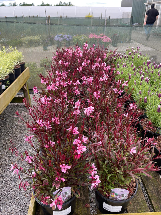 Gaura Passionate Blush 3 Litre Pot