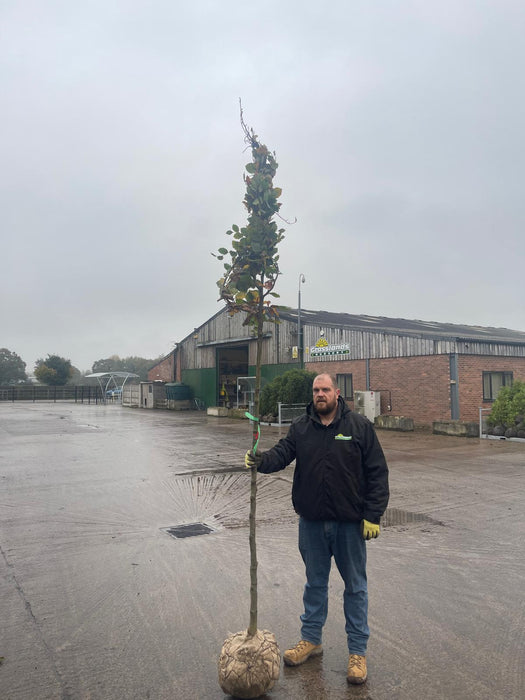 Fagus Sylvatica 10/12cm Girth Heavy Standard