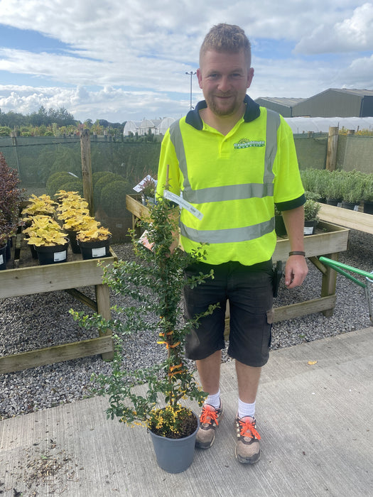 Pyracantha Orange Sapphire 4.5 Litre Pot