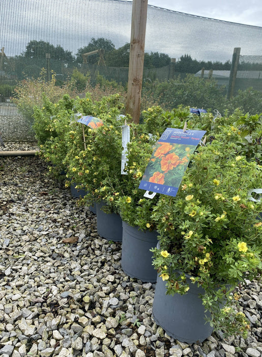 Potentilla fruticosa Double Punch Mango 4.5 Litre Pot