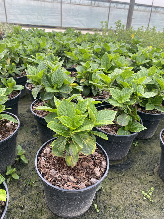 Hydrangea Together 3 Litre Pot