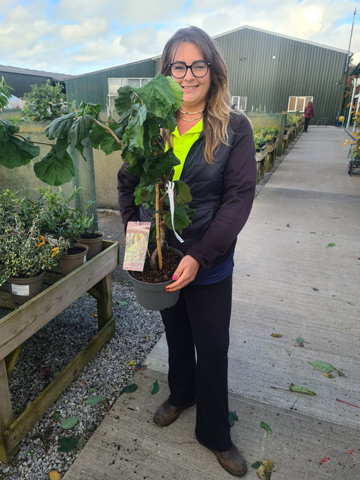 Corylus Contorta 4 Litre Pot 40/60cm Tall