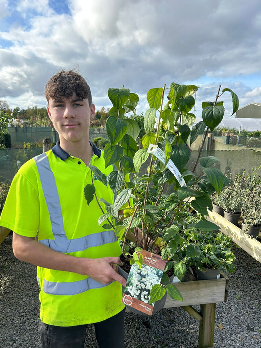 Philadelphus Virginal 4 Litre Pot 40/60cm