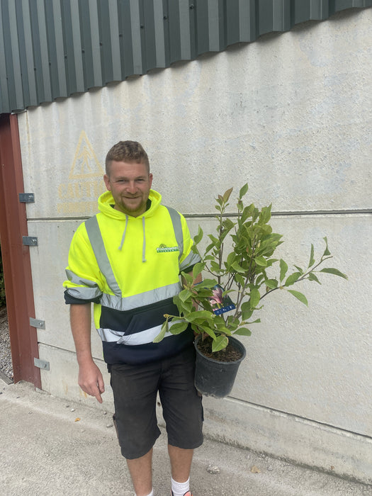 Magnolia De. Festirose 4.5 Litre Pot