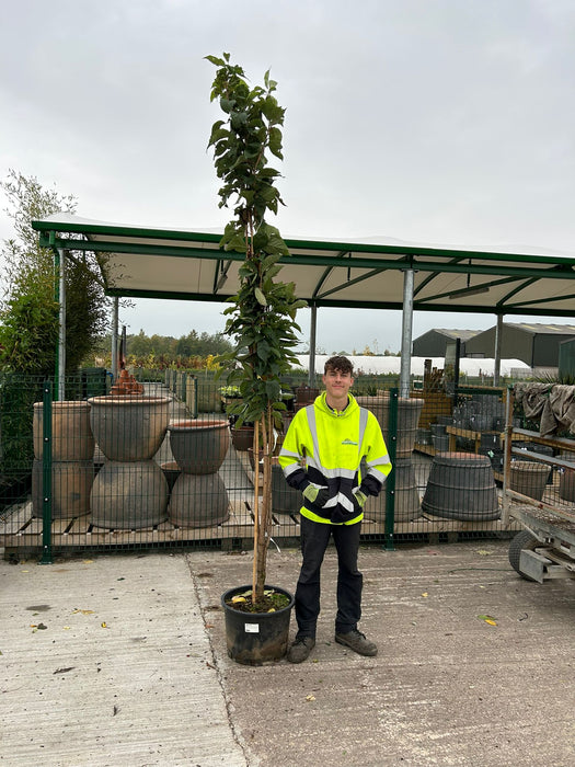 Prunus Serrulata Amanogawa 35 Litre 3 Metre Plus