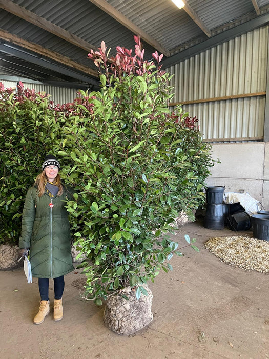 Photinia Red Robin Root Ball Solitaire  225cm