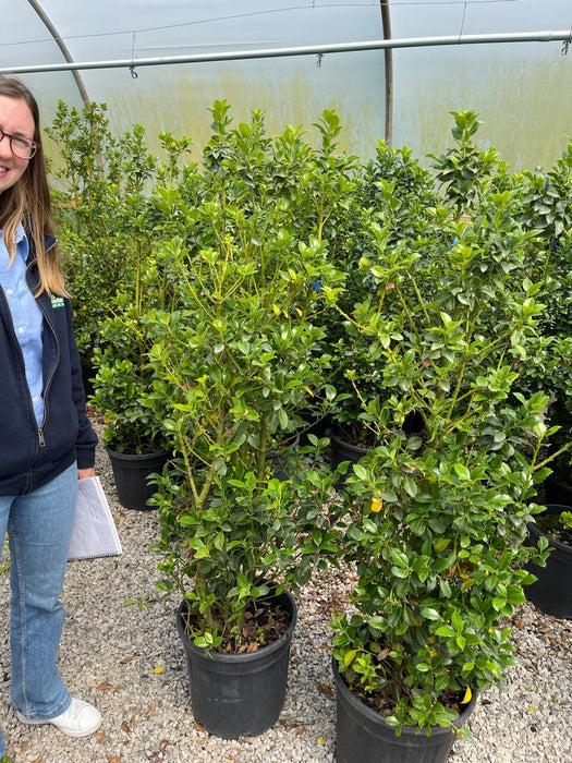 Ilex mes. Heckenfee 25 Litre Pot 130/140cm