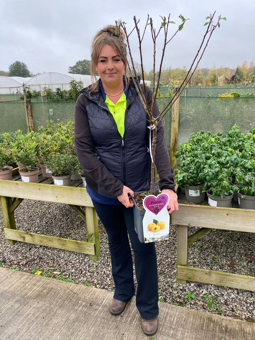 Plum Prunus Dom. Mirabelle de Nancy 5 Litre Pot Patio Tree