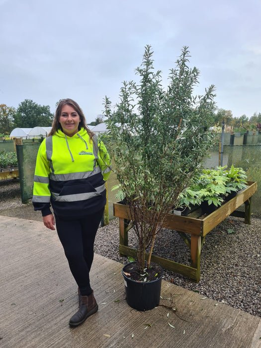 Hippophae Friesdorfer Orange 20 Litre Pot 170/180cm