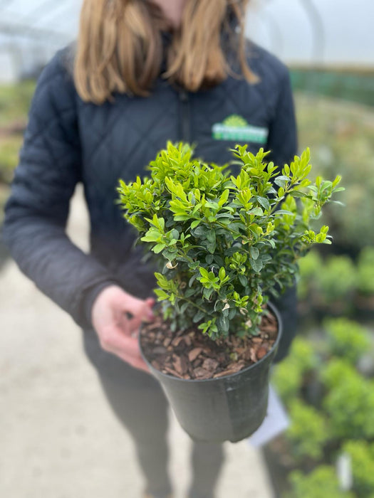 Box Hedging 15/20cm 1.5 Litre Pot