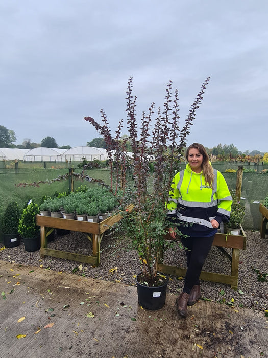 Berberis Ottawensis Superba 20 Litre Pot 190/200cm