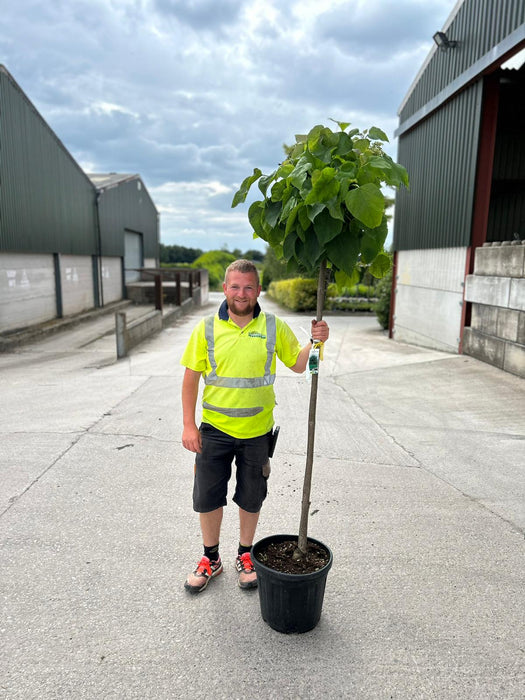 Catalpa Bignionoides Nana 25 Litre 150cm Stem