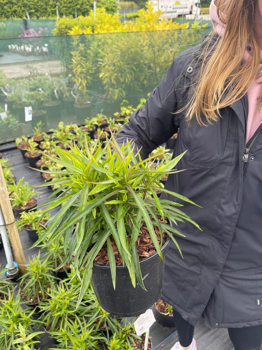 Aster d. Lady in Blue 3 Litre Pot