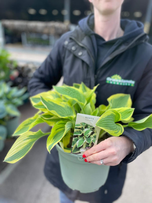 Hosta Wide Brim 5 Litre Pot