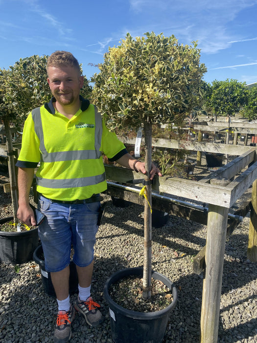 Ilex Aquifolium Argentea Marginata 35 Litre 1/2 Standard