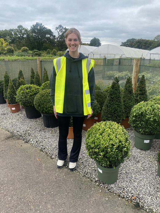 Ilex Crenata Caroline Ball 15 Litre Pot 50/55cm