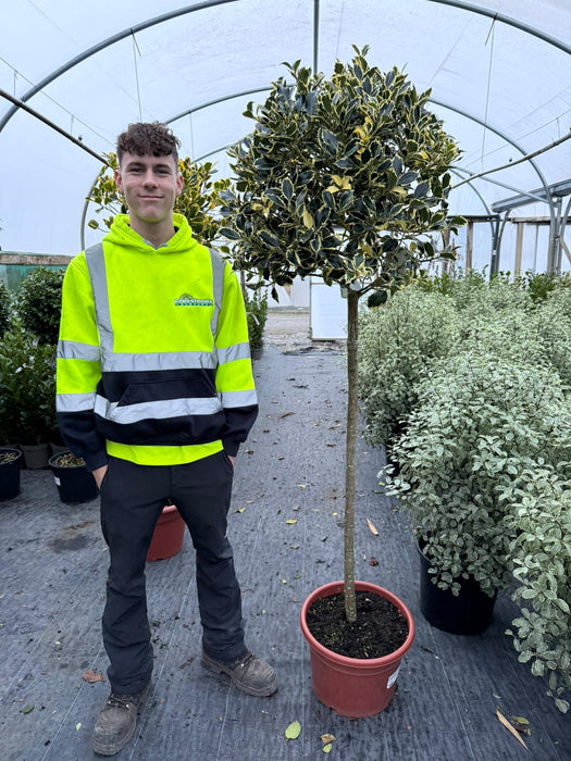 Ilex Aquifolium Argentea Marginata 20 Litre 1/2 Standard 110cm Stem