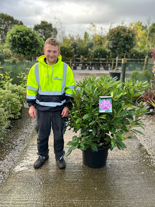 Rhododendron Hyb, Catawbiense Grandiflorum 40 Litre Pot Super Specimen