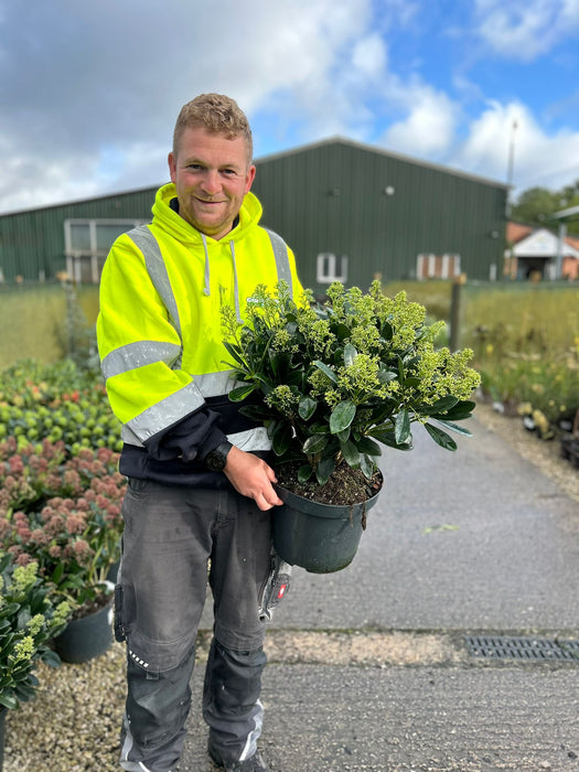 Skimmia Finchy 7.5 Litre Pot