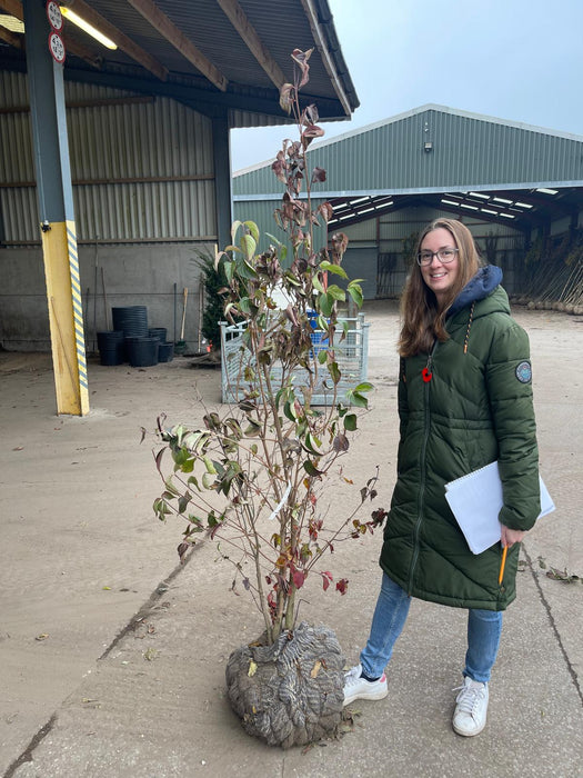 Cornus Kousa Chinensis Rootballed Multi Stem 150/175cm