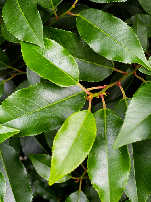 Portuguese Laurel 180/200cm Root Ball