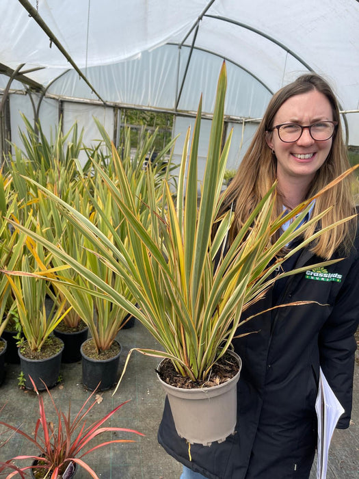 Phormium Tenax Golden Ray 2 Litre Pot