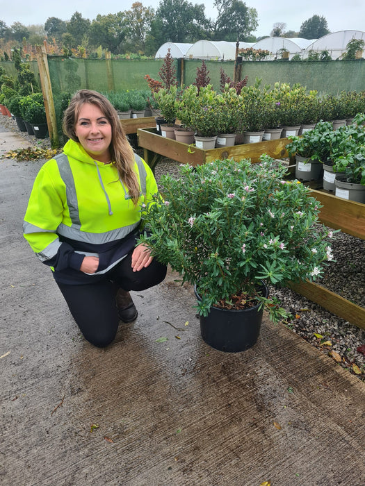 Daphne Transatlantica Pink Fragrance 20 Litre Pot 60cm