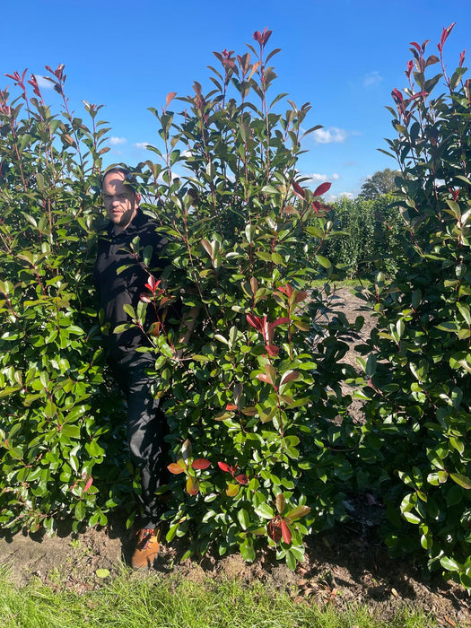 Photinia Red Robin Root Ball Solitaire  225cm