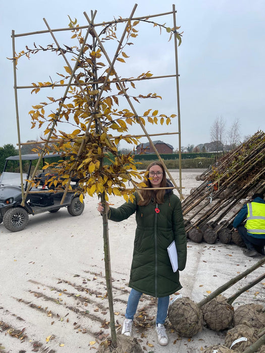 Carpinus Or Hornbeam Pleached Rootballed 8/10 Girth 120cm Stem 120 T x120 W Frame