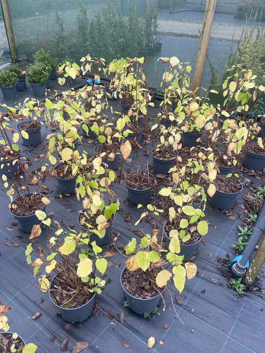 Hydrangea arborescens Annabelle 5 Litre Pot