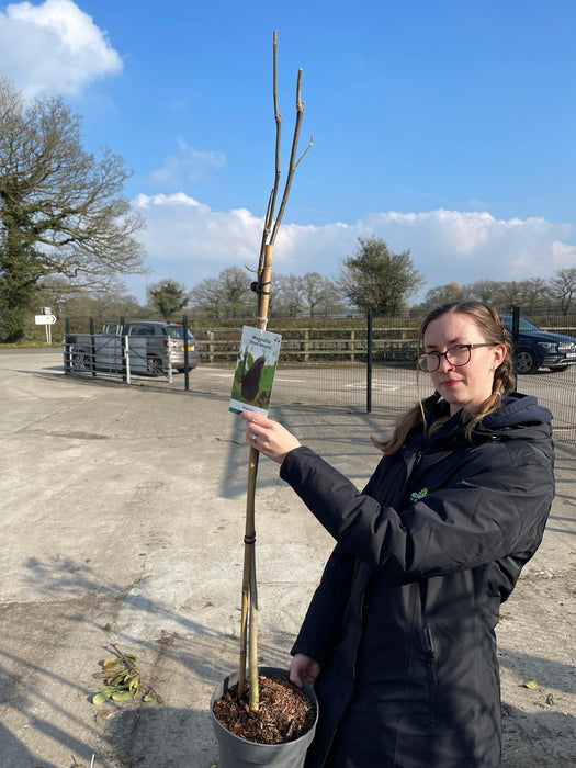 Magnolia Blue Opal 5 Litre Pot 1/4 Standard