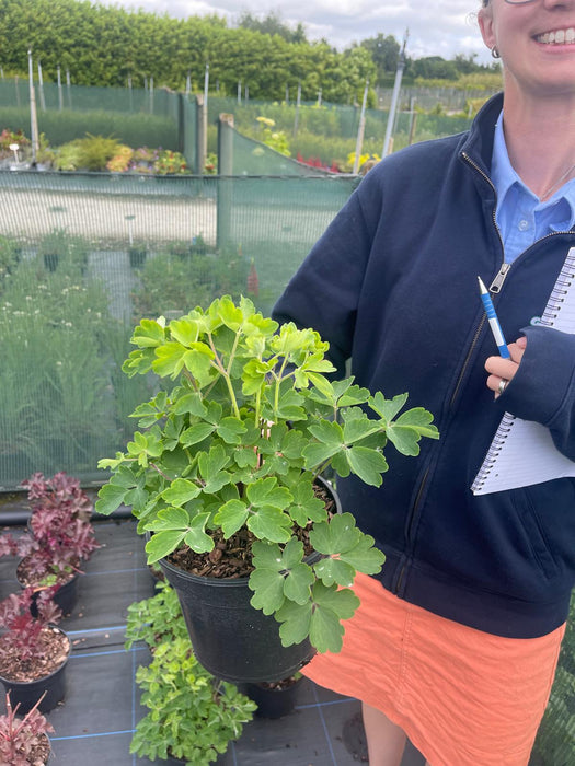 Aquilegia Rose and White 3 Litre Pot