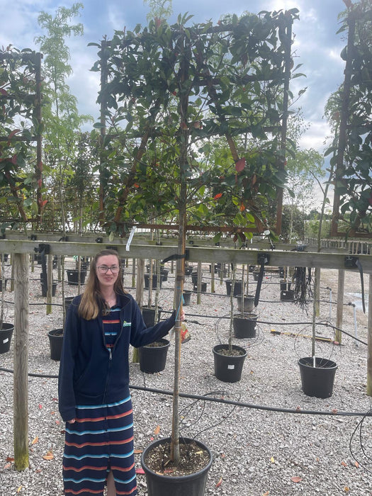 Photinia Red Robin Pleached 120cm Stem 120 x 120 cm Frame