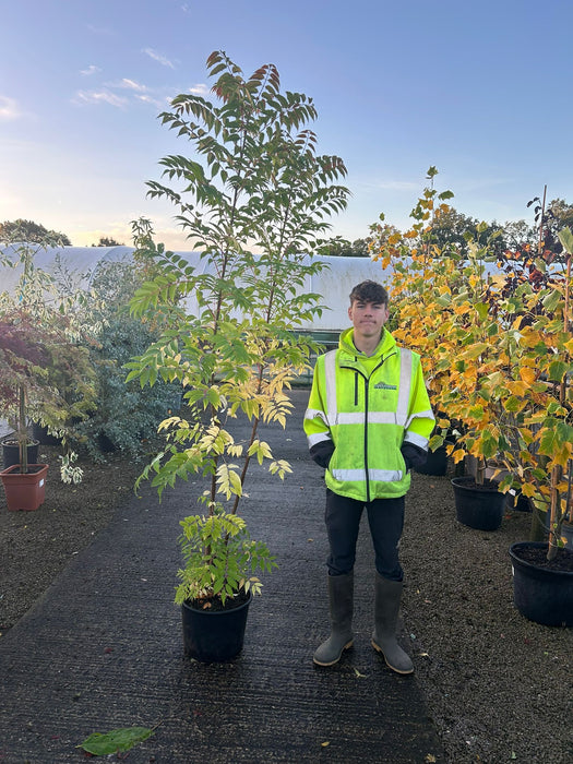 Toona Sinensis Flamingo 20 Litre