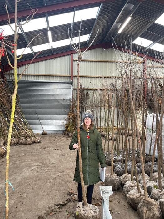 Catalpa Bignionoides Nana Rootballed 10-12cm Girth