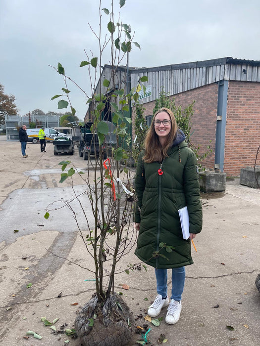 Alnus Incana Multi Stem 175/200cm Rootballed