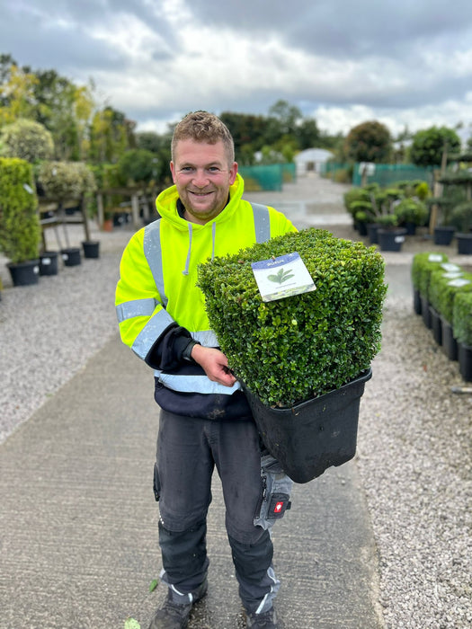 Buxus Cube 30cm 14 Litre Pot