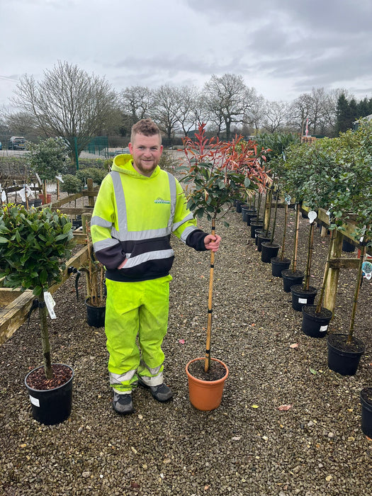 Photinia x Fraseri Red Robin Half Standard 9 Litre