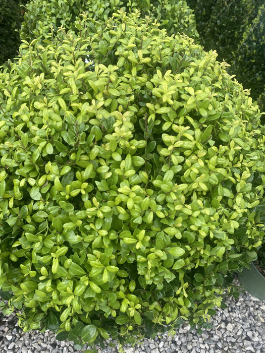 Ilex Crenata Caroline Ball 15 Litre Pot 50/55cm