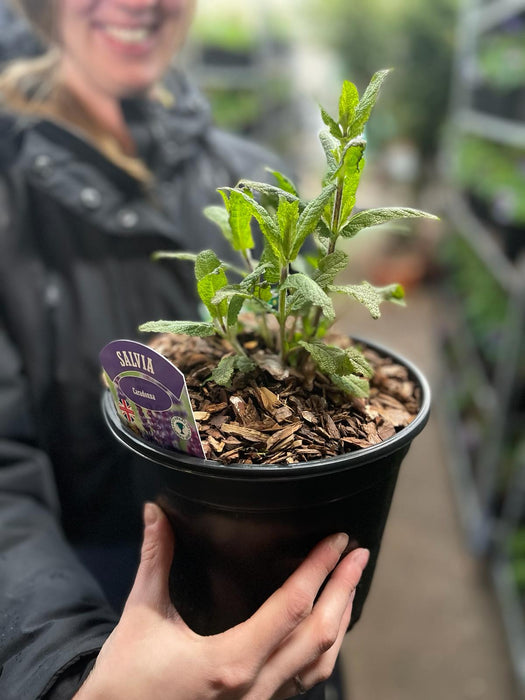 Salvia ner. Caradonna 3 Litre Pot