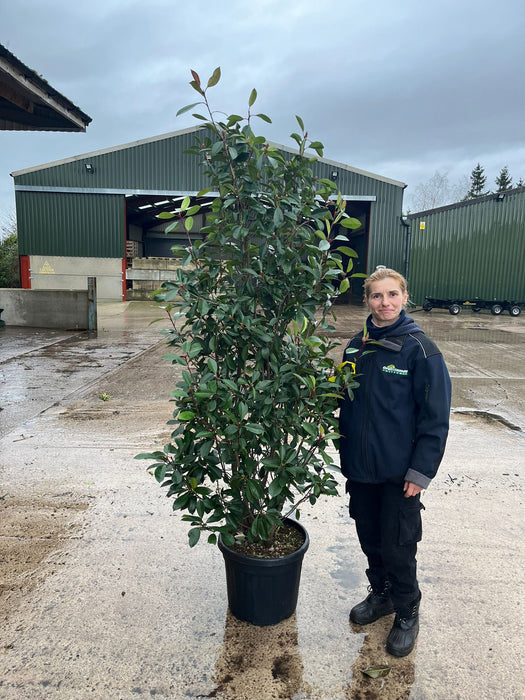 Photinia Red Robin 35 Litre Pot 180-200 cm