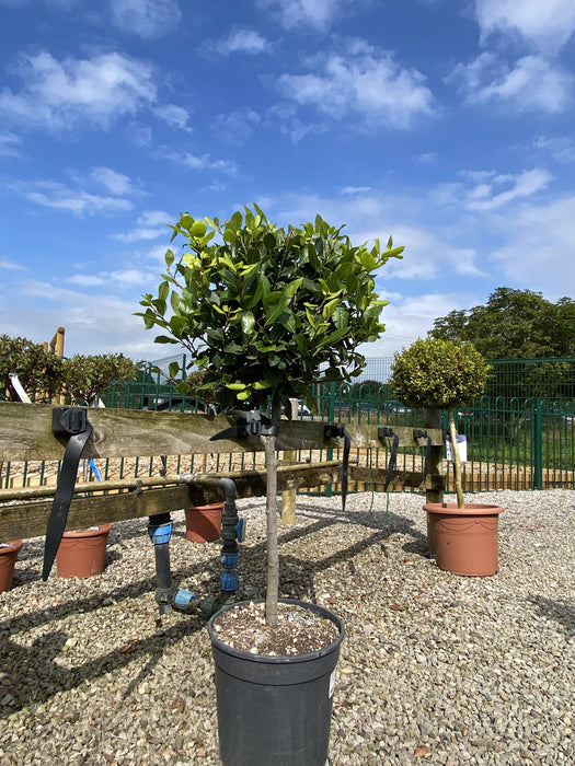 Laurus Nobilis 1/4 Standard 40 Stem 35 cm Head