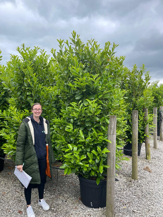 Cherry Laurel Hedging Root Balled Specimen Trimmed 200/220cm  Dug To Order