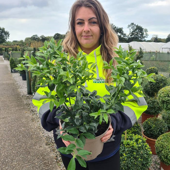 Sarcococca Confusa 5 Litre Pot