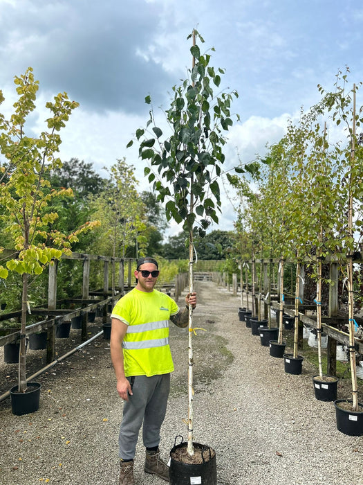 Betula Utilis Jacquemontii  8/10cm Girth 35 Litre Pot